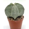 Astrophytum Myriostigma en Maceta de 13 cm | Cactus Exótico Resistente