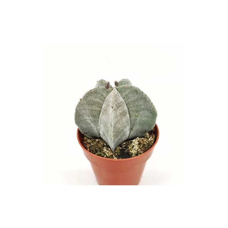 Astrophytum Myriostigma en Maceta de 13 cm | Cactus Exótico Resistente Astrophytum Myriostigma en Maceta de 13 cm | Cactus Exótico Resistente