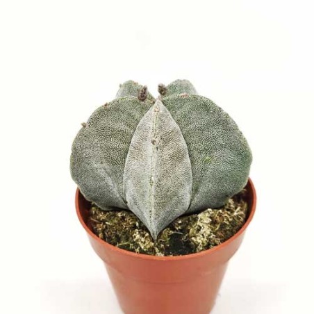 Astrophytum Myriostigma en Maceta de 13 cm | Cactus Exótico Resistente