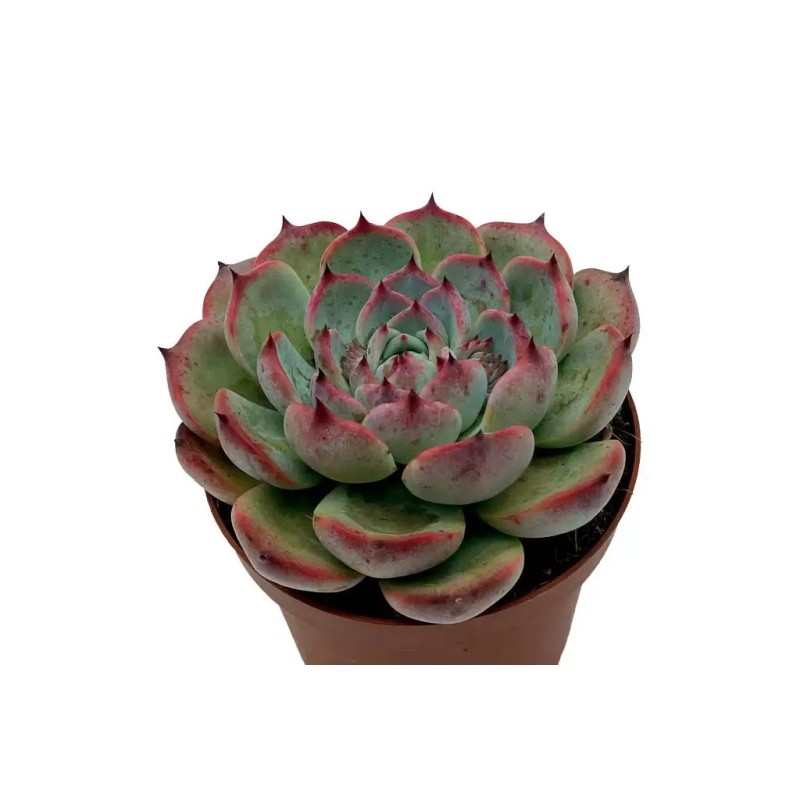 Echeveria Lindsayana en Maceta de 8.5 cm | Suculenta de Hojas Suaves
