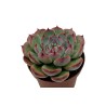 Echeveria Lindsayana en Maceta de 8.5 cm | Suculenta de Hojas Suaves