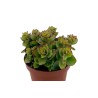 Comprar Kalanchoe Laxiflora En Maceta De 8.5 Cm