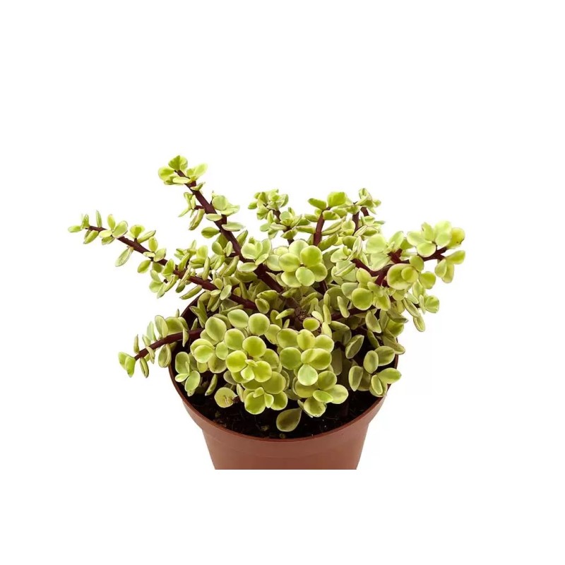 Portulacaria Afra Variegata en Maceta de 8.5 cm | Suculenta Variegada