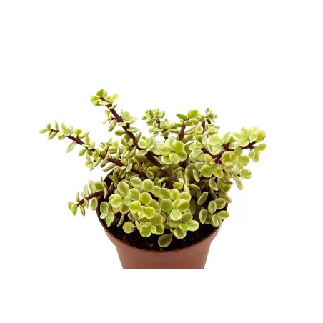 Portulacaria Afra Variegata en Maceta de 8.5 cm | Suculenta Variegada