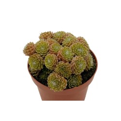 Sempervivum Arachnoideum en Maceta de 8.5 cm | Suculenta Resistente