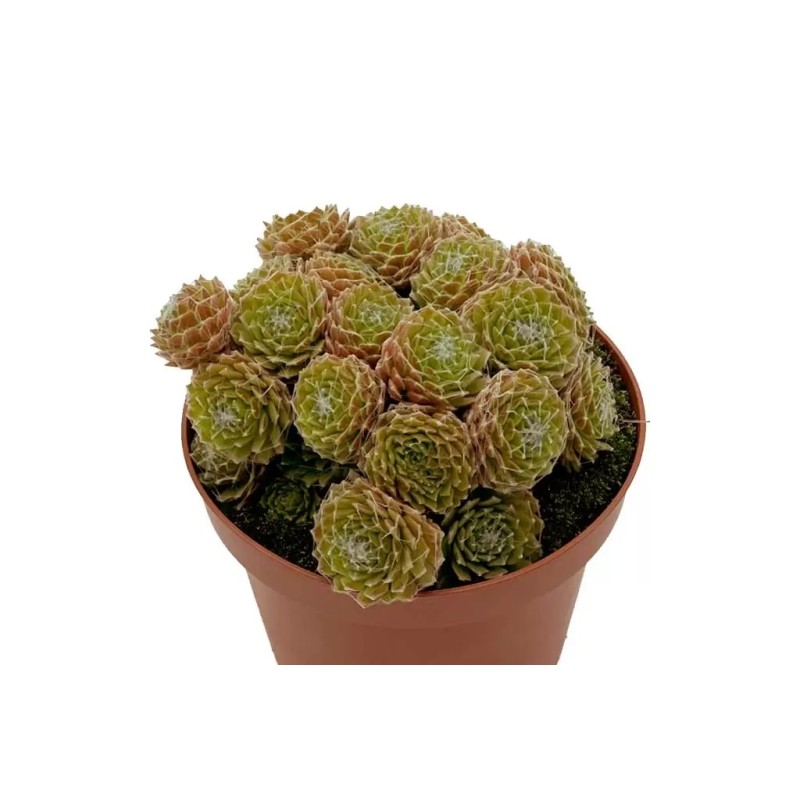 Sempervivum Arachnoideum en Maceta de 8.5 cm | Suculenta Resistente
