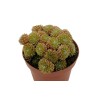 Sempervivum Arachnoideum en Maceta de 8.5 cm | Suculenta Resistente
