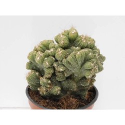 Cereus Peruvianus Cristata en Maceta de 8.5 cm | Cactus Exótico