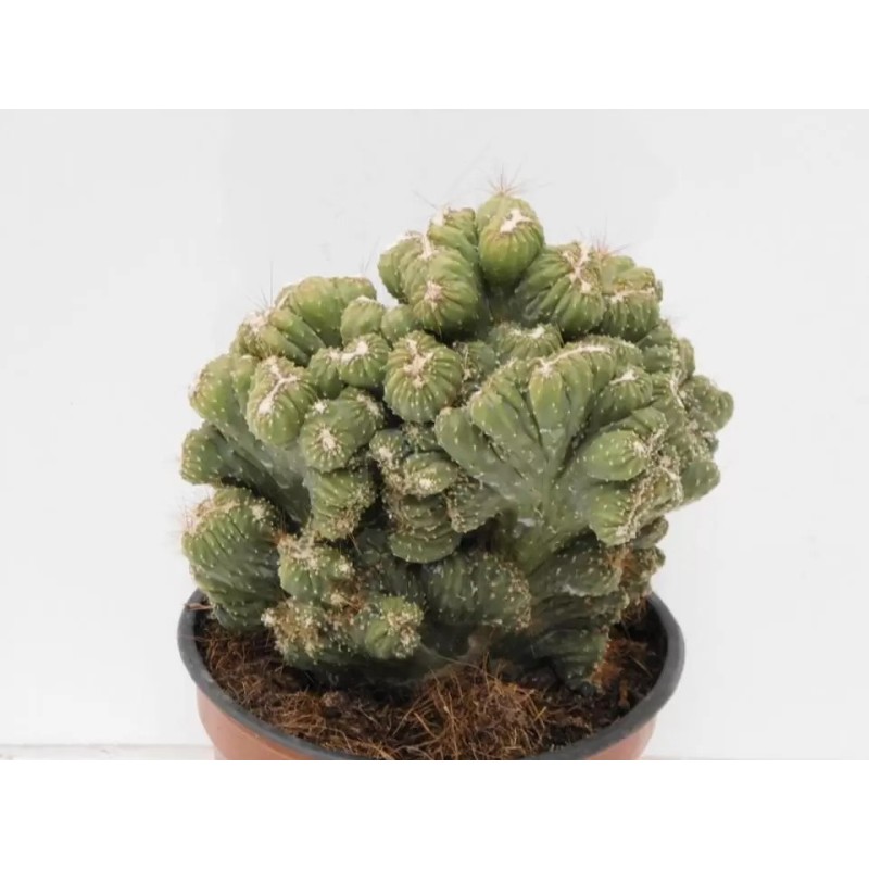 Cereus Peruvianus Cristata en Maceta de 8.5 cm | Cactus Exótico Cereus Peruvianus Cristata en Maceta de 8.5 cm | Cactus Exótico