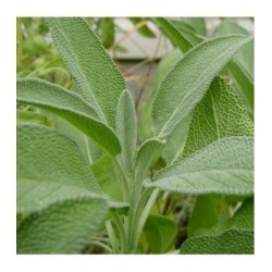 🌿 Sobre de Semillas de Salvia – Cultiva Salvia Fresca y Aromática