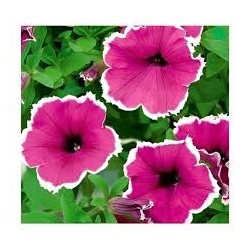 🌺 Sobre de Semillas de Petunia Grandiflora Variada – Cultiva Flores