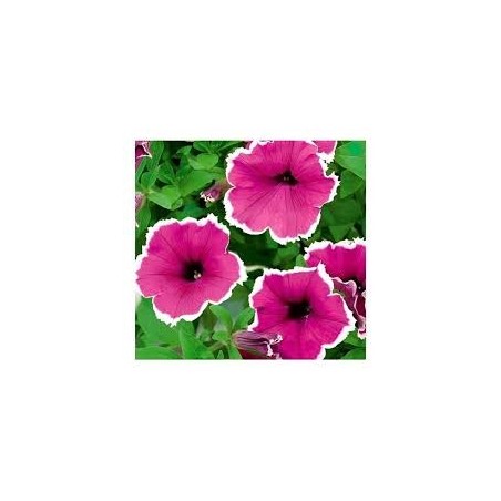 🌺 Sobre de Semillas de Petunia Grandiflora Variada – Cultiva Flores