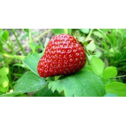 🍓 Sobre de Semillas de Fresas – Cultiva Fresas Dulces y Jugosas