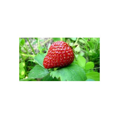 🍓 Sobre de Semillas de Fresas – Cultiva Fresas Dulces y Jugosas