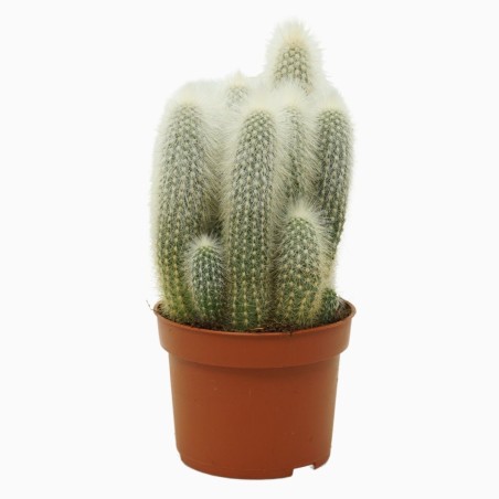 Cleistocactus Strausii En Maceta De 13cm