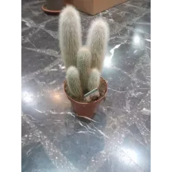 Cleistocactus Strausii En Maceta De 13cm