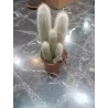 Cleistocactus Strausii En Maceta De 13cm
