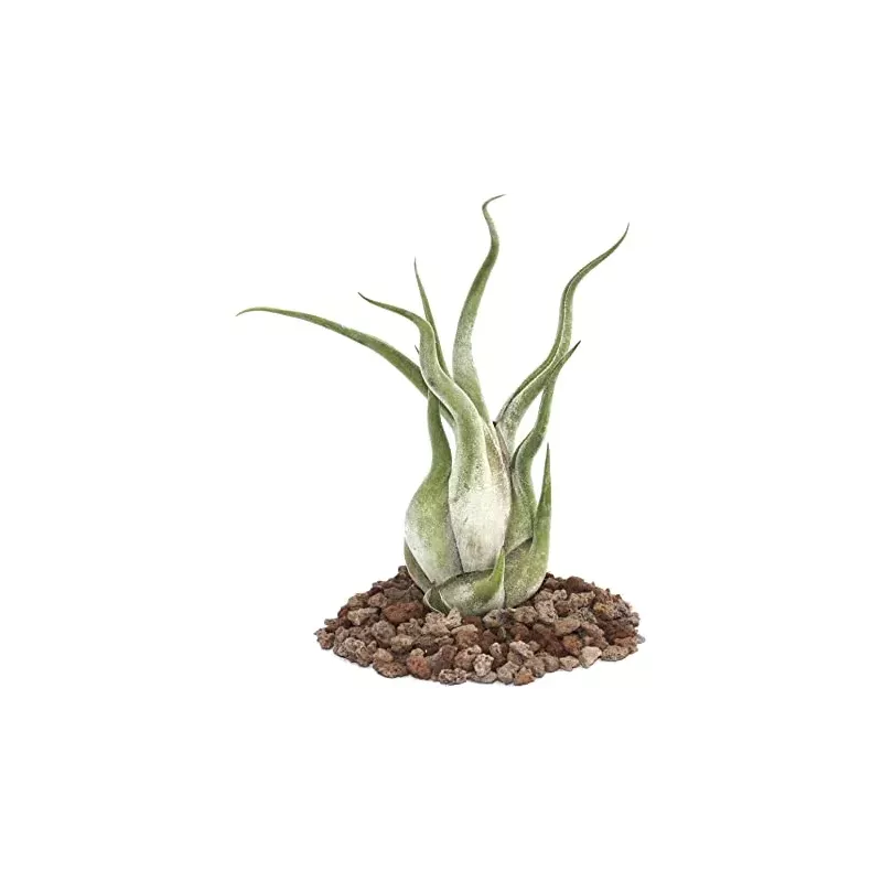 🐍 Tillandsia caput-medusae – ¡La Reina de las Plantas Aéreas! 🌬️✨ 🐍 Tillandsia caput-medusae – ¡La Reina de las Plantas Aéreas! 🌬️✨