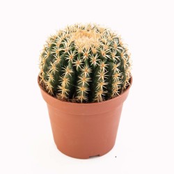 comprar cactus echinocactus grusonii brevispinus en maceta natural