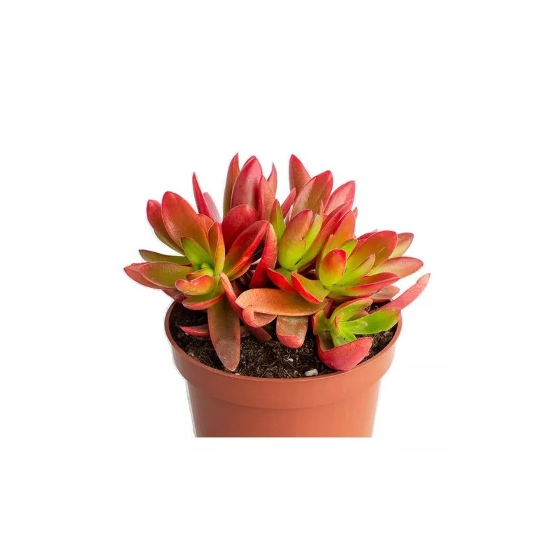 Crassula capitella Campfire En Maceta De 13 Cm