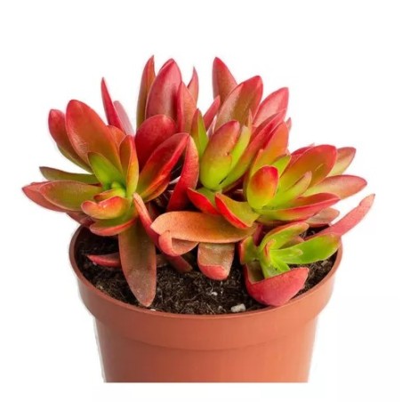 Crassula capitella Campfire En Maceta De 13 Cm