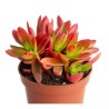 Crassula capitella Campfire En Maceta De 13 Cm