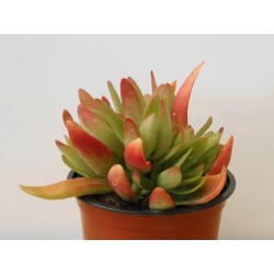 Crassula capitella Campfire En Maceta De 13 Cm