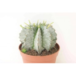 comprar cactus natural euphorbia horrida en maceta