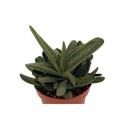 🌿 Gasteria Little Warty en Maceta de 8.5 cm 🌿 | ¡Una suculenta única